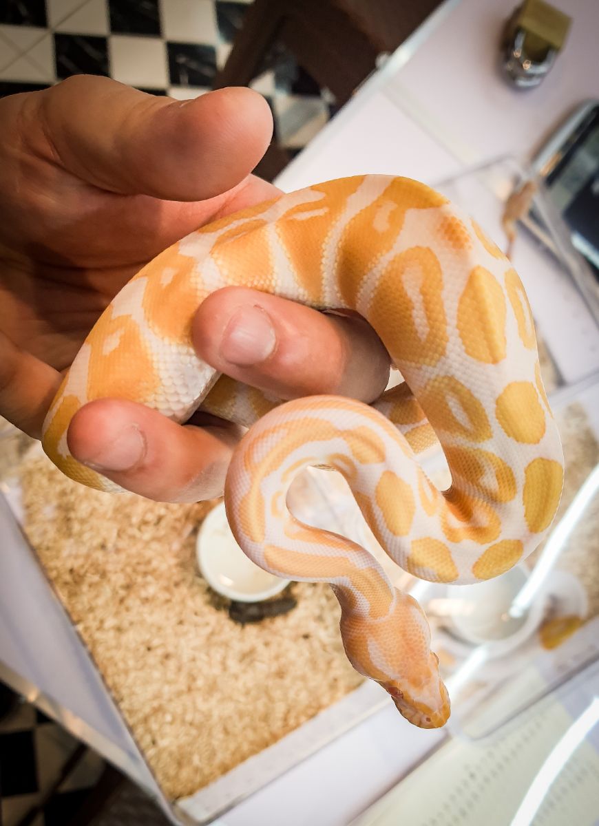 Yellow and White Snake