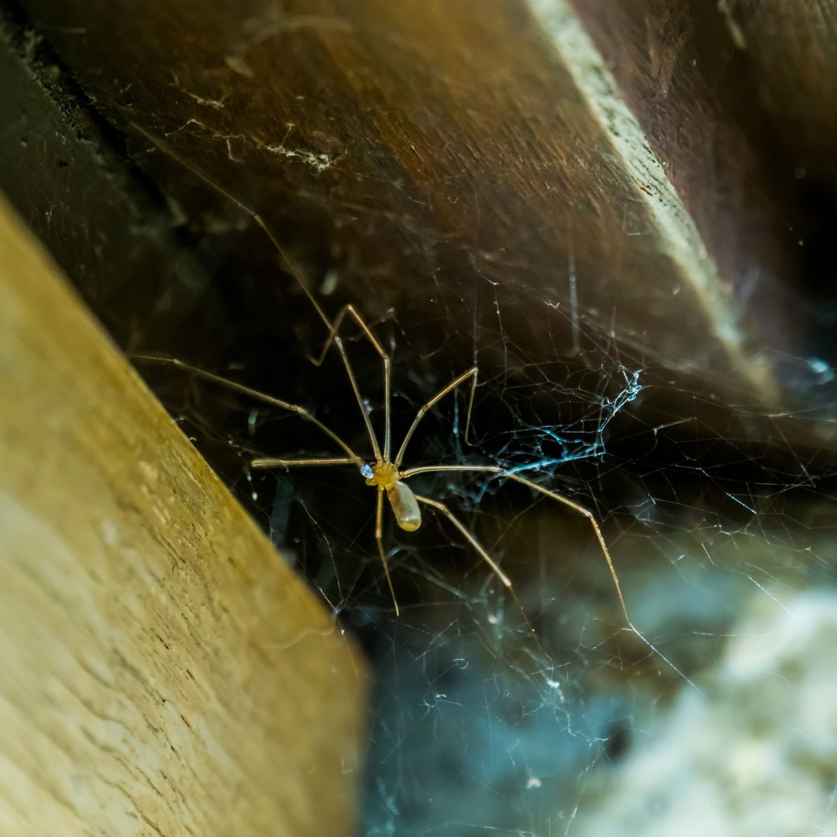 are daddy long legs good luck