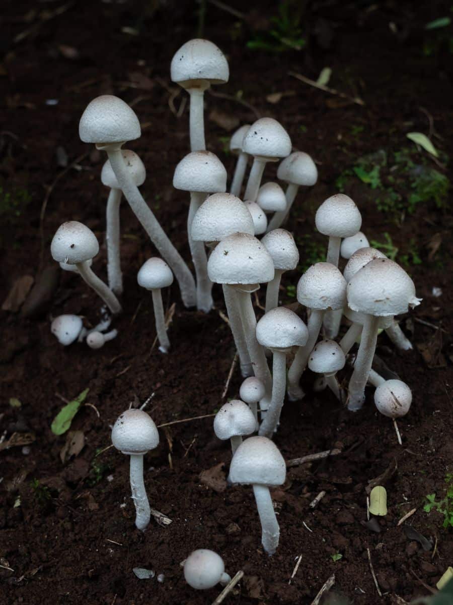 The Spiritual Meaning of Mushrooms Growing in Your Yard Awakening State