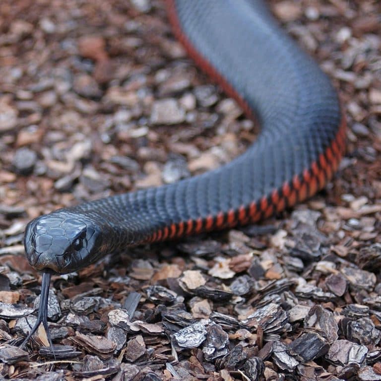 The Spiritual Meaning of Red and Black Snake Awakening State