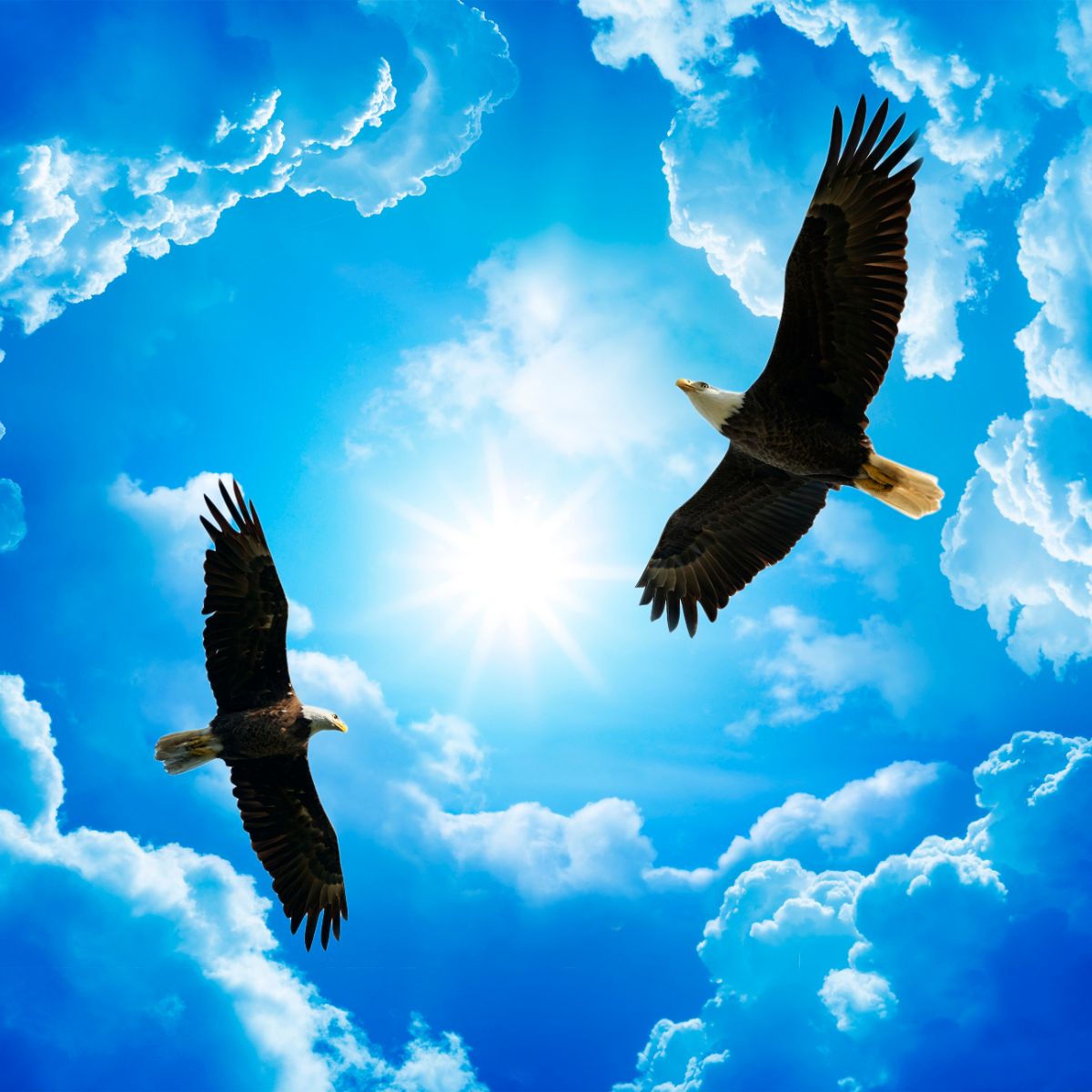 black feather meaning