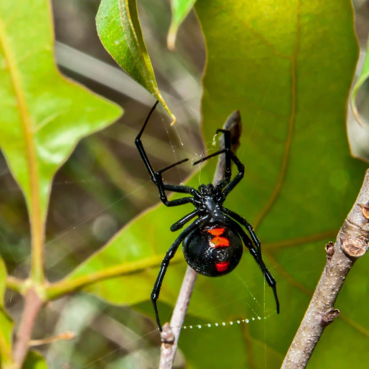 black widow spider meaning