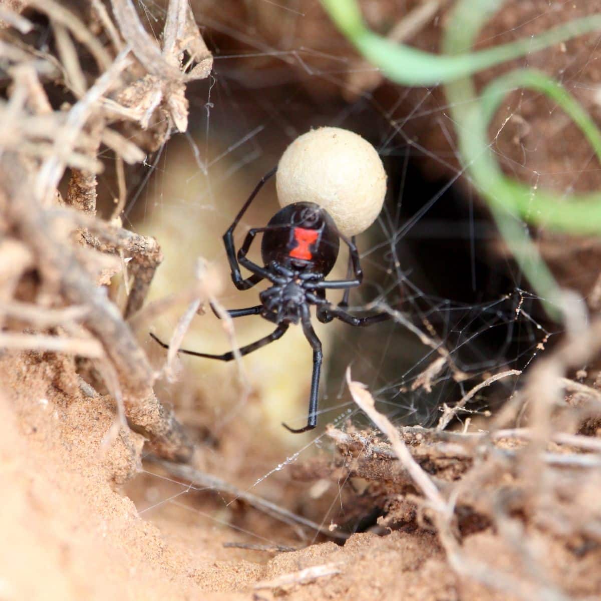 black widow spider spiritual meaning