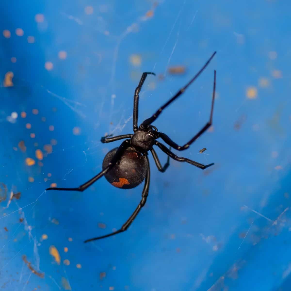 black widow spiritual meaning