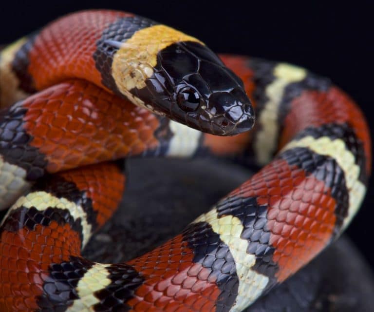 The Spiritual Meaning of Red and Black Snake Awakening State