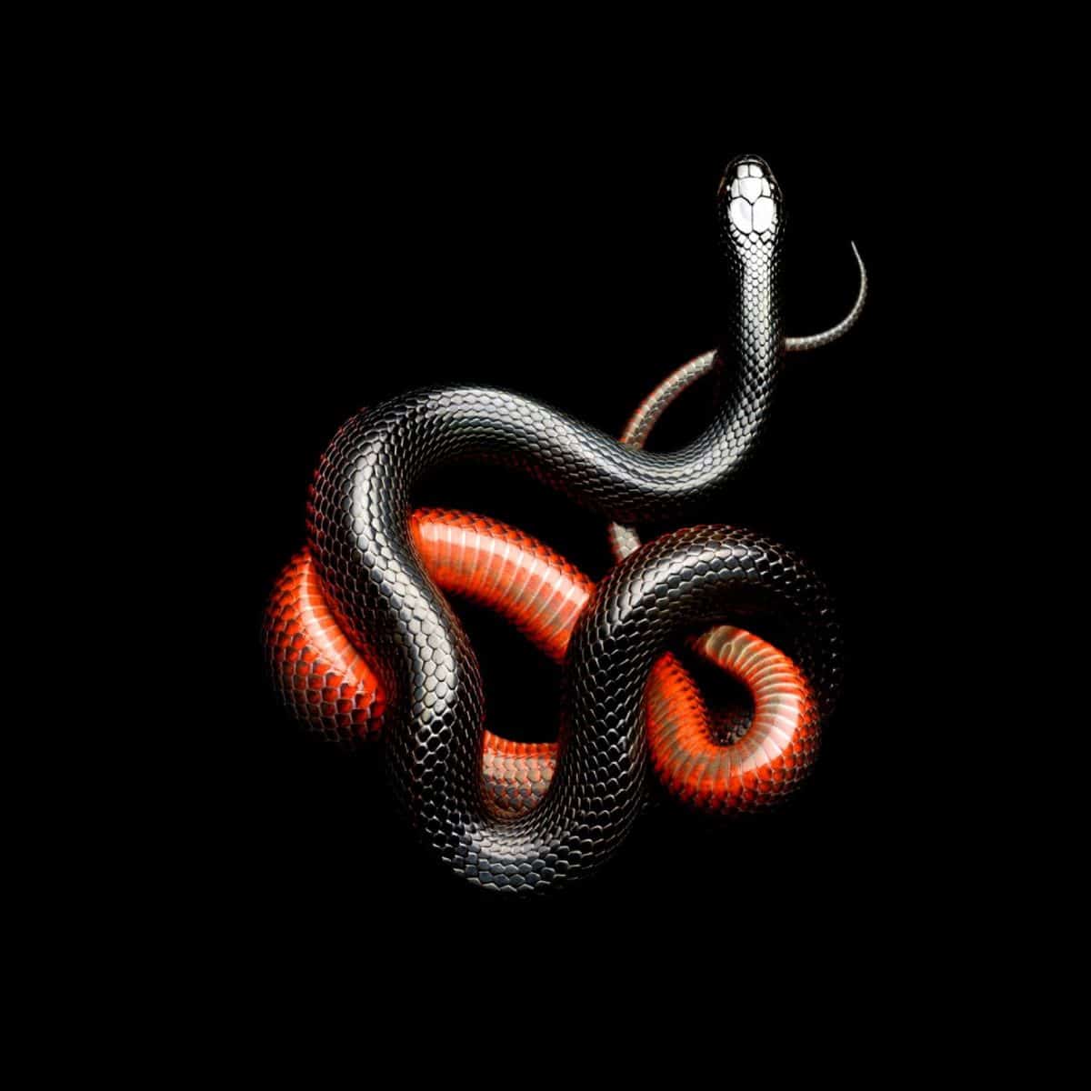 dream of red and black snake