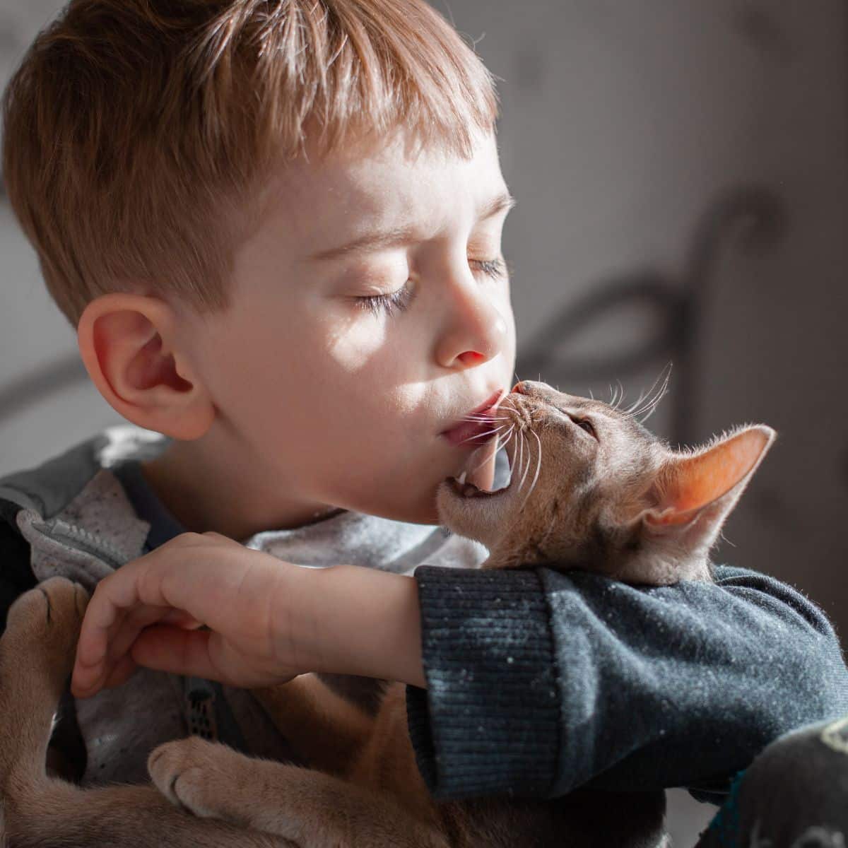 dreams about cats attacking you