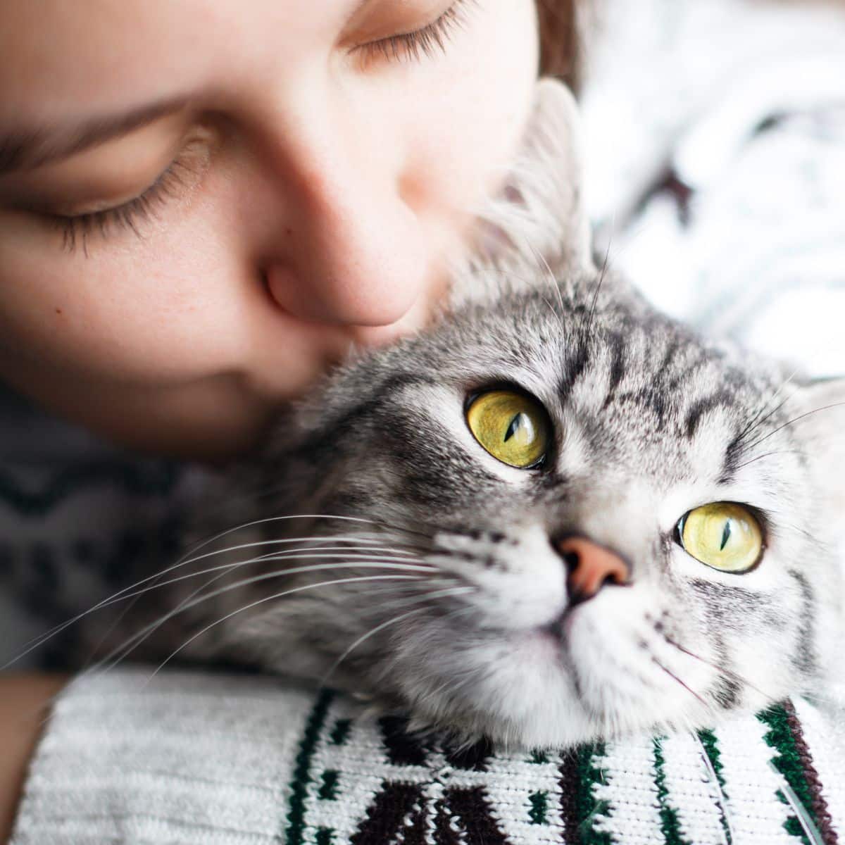 grey cat meaning spiritual