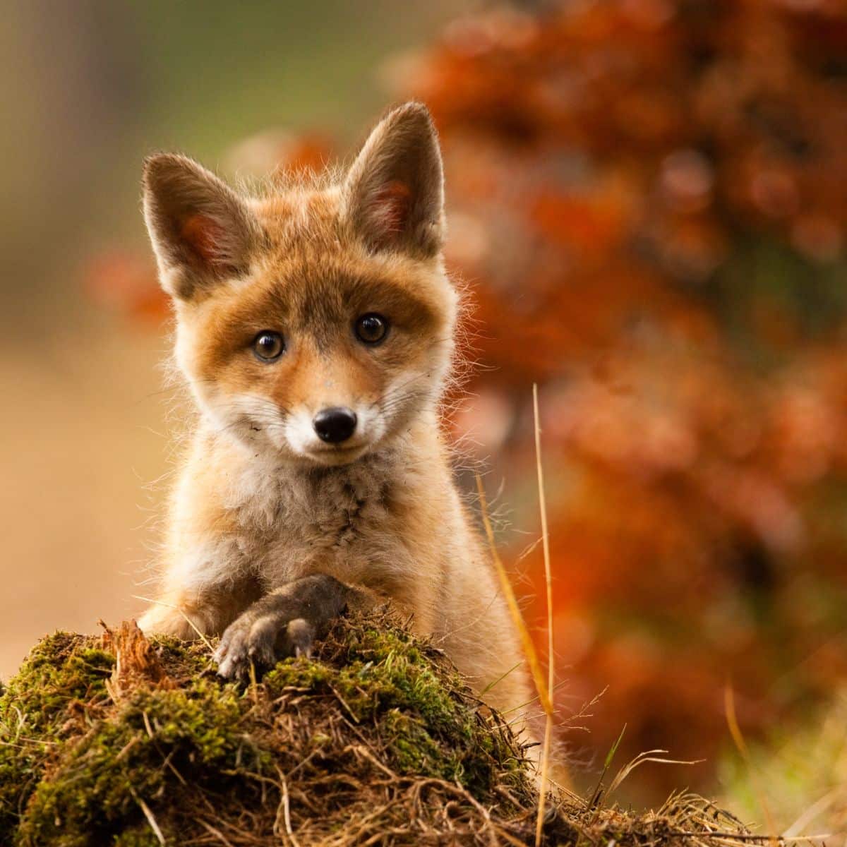 Seeing A Fox During The Day Spiritual Meaning Awakening State