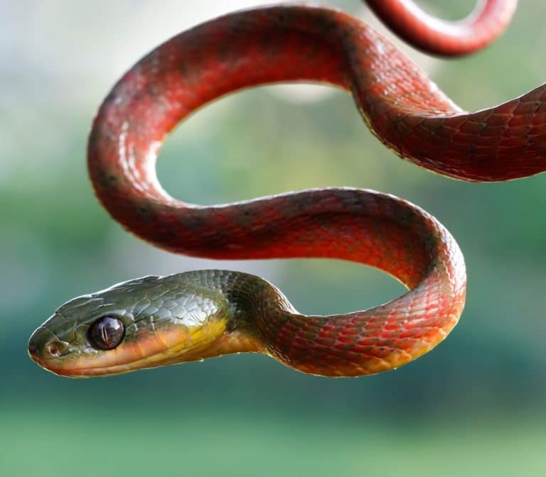 The Spiritual Meaning of Red and Black Snake Awakening State