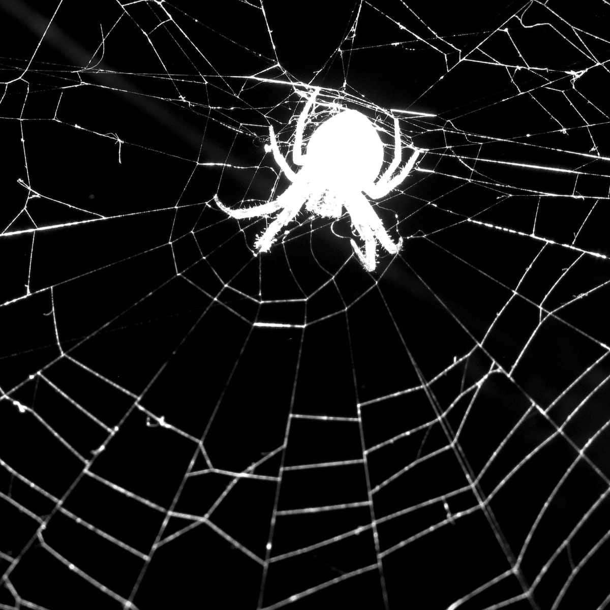 spider web meaning