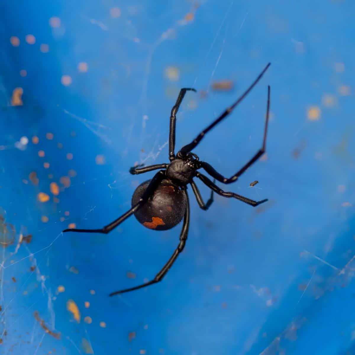spider web symbol