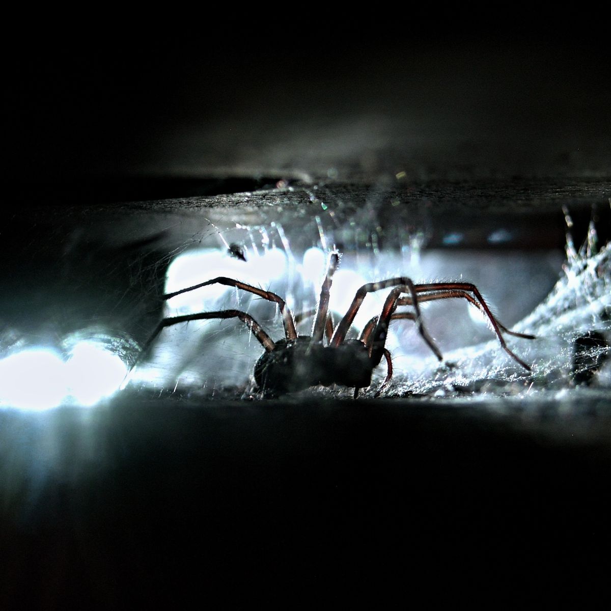 spider web symbolism