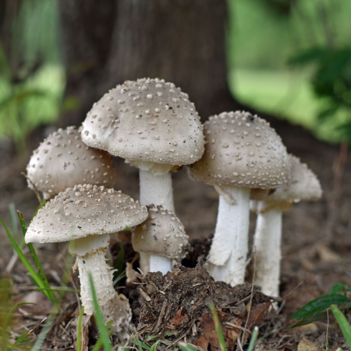 The Spiritual Meaning of Mushrooms Growing in Your Yard Awakening State