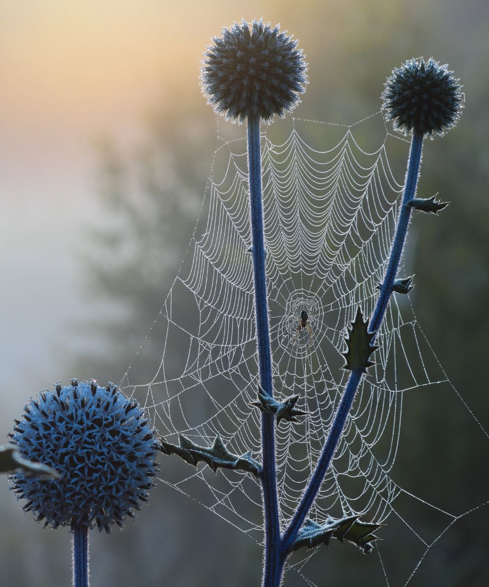 spiritual meaning of spider webs