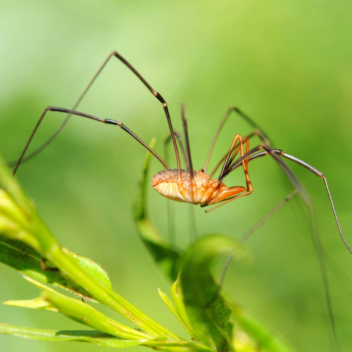 spiritual symbolism of daddy long legs