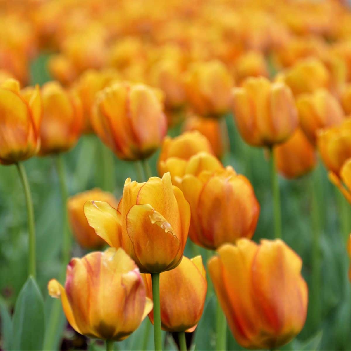 tulip color meaning