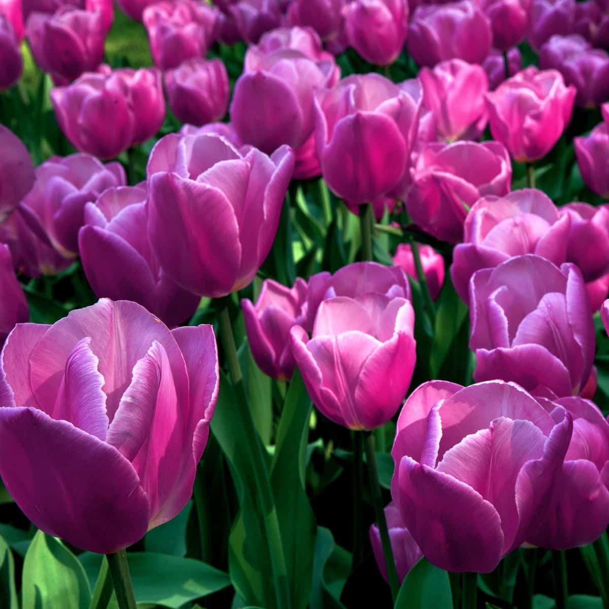 tulips symbolize