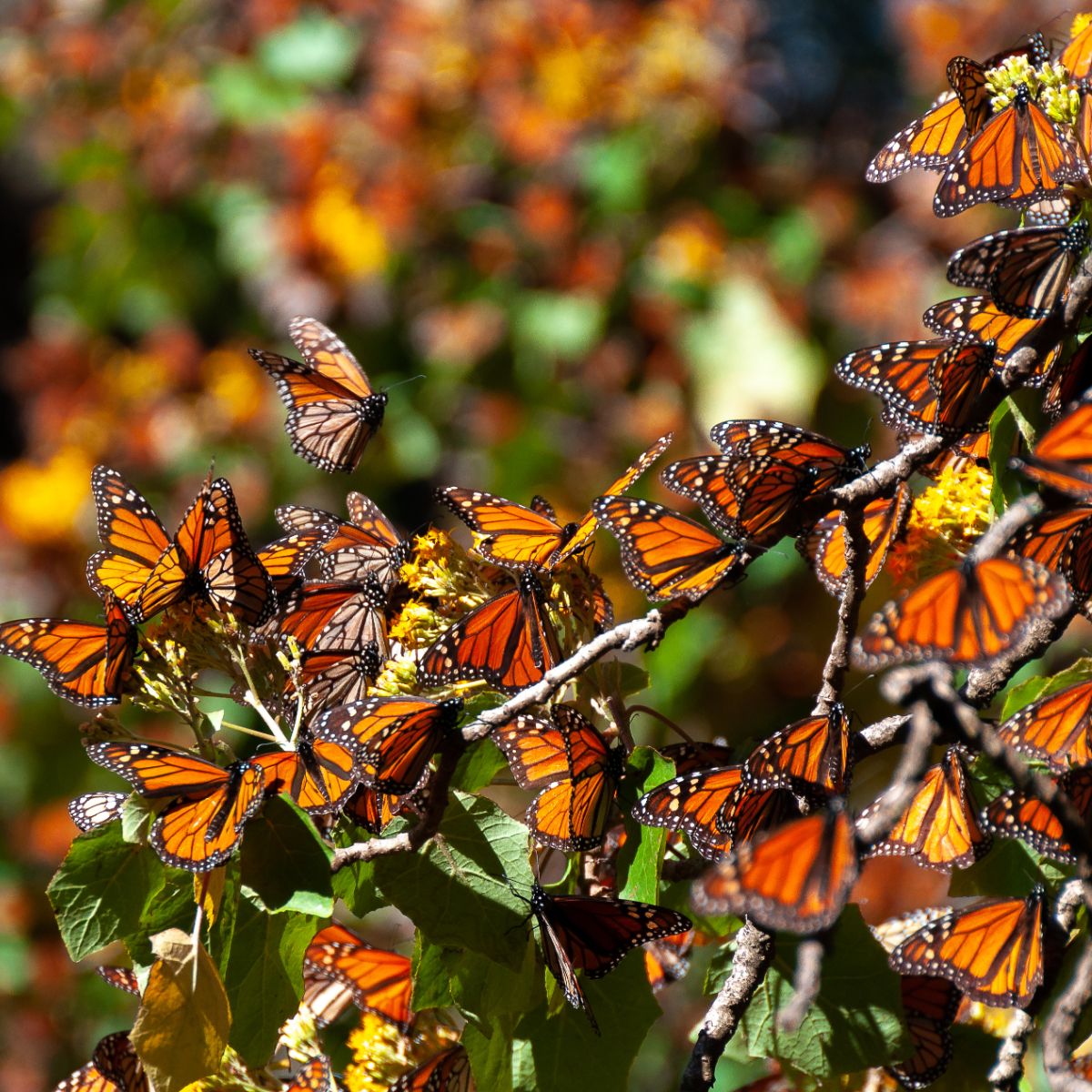 what do monarch butterflies symbolize
