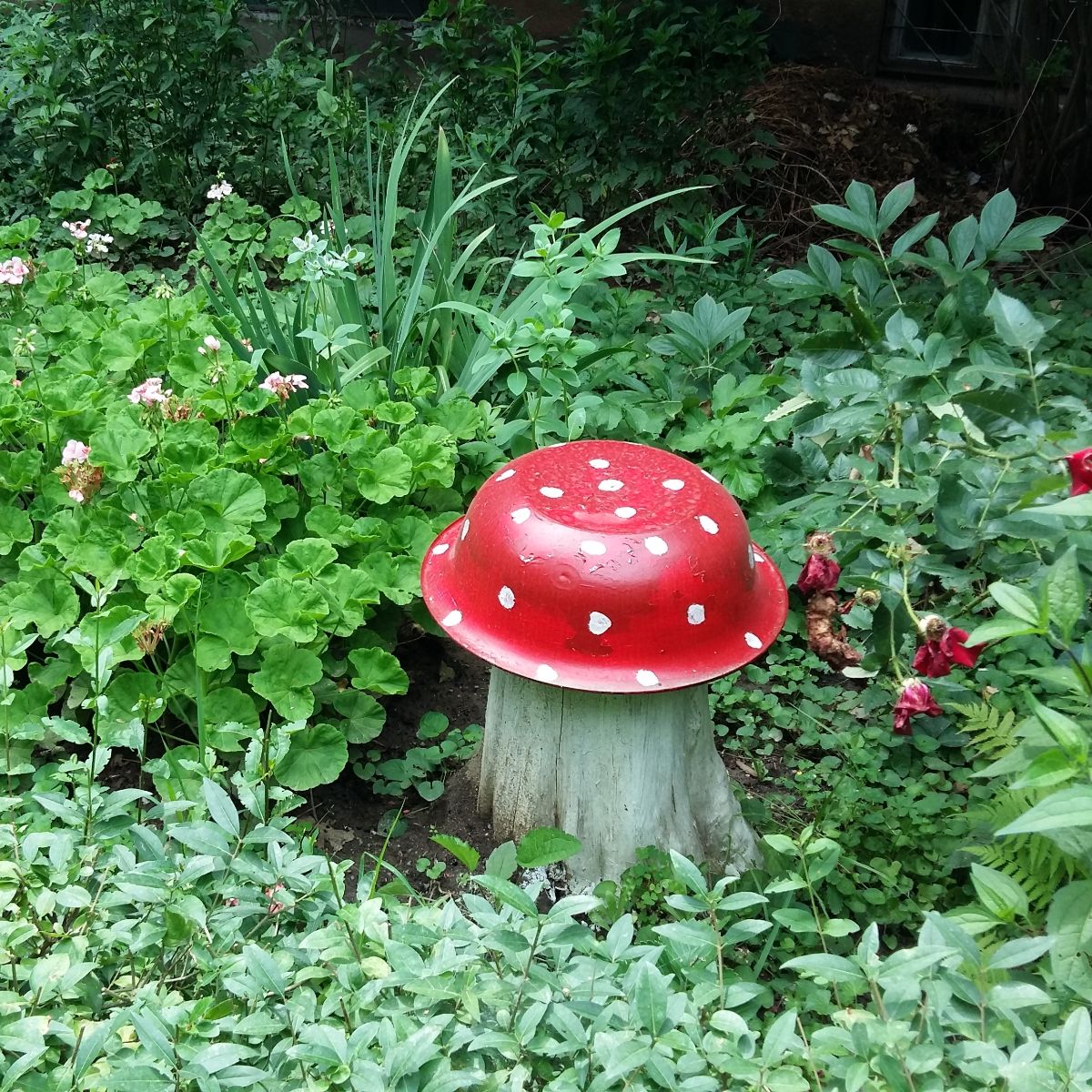 The Spiritual Meaning of Mushrooms Growing in Your Yard Awakening State