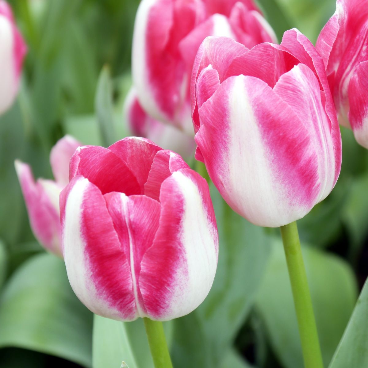 what do white tulips mean