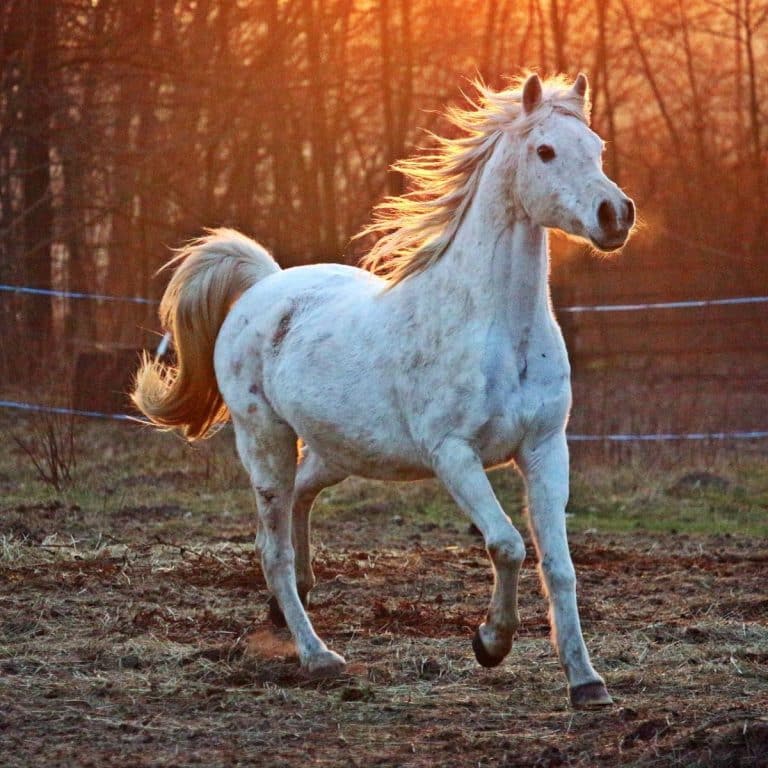 White Horse spiritual meaning Awakening State