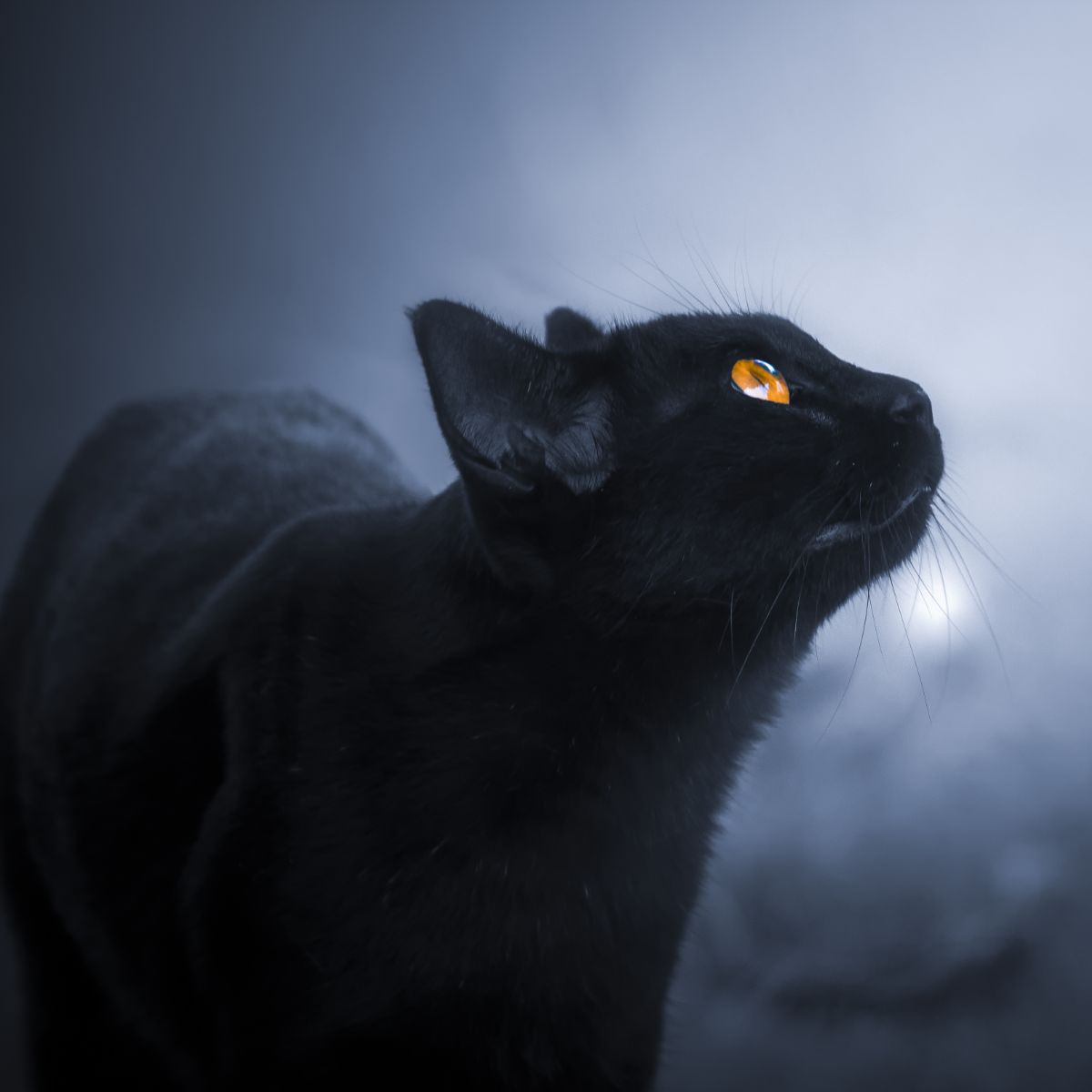 what does it mean when a black cat visits you
