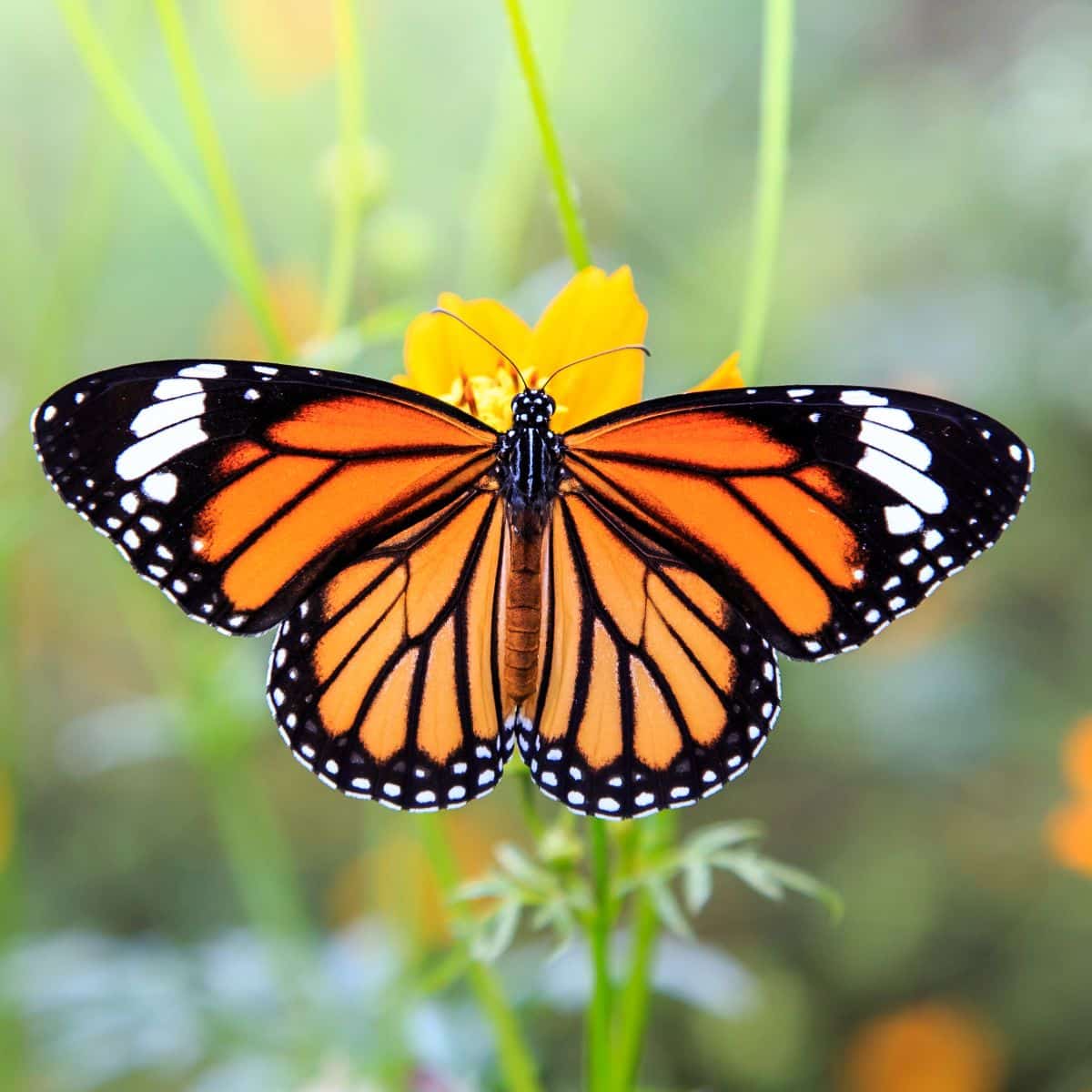 what does it mean when you see a monarch butterfly