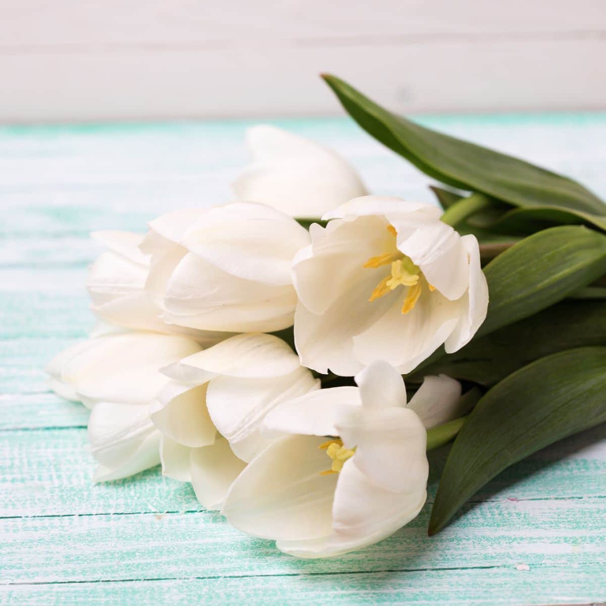 The Spiritual Meaning of Tulips (orange, pink, purple, white, red)