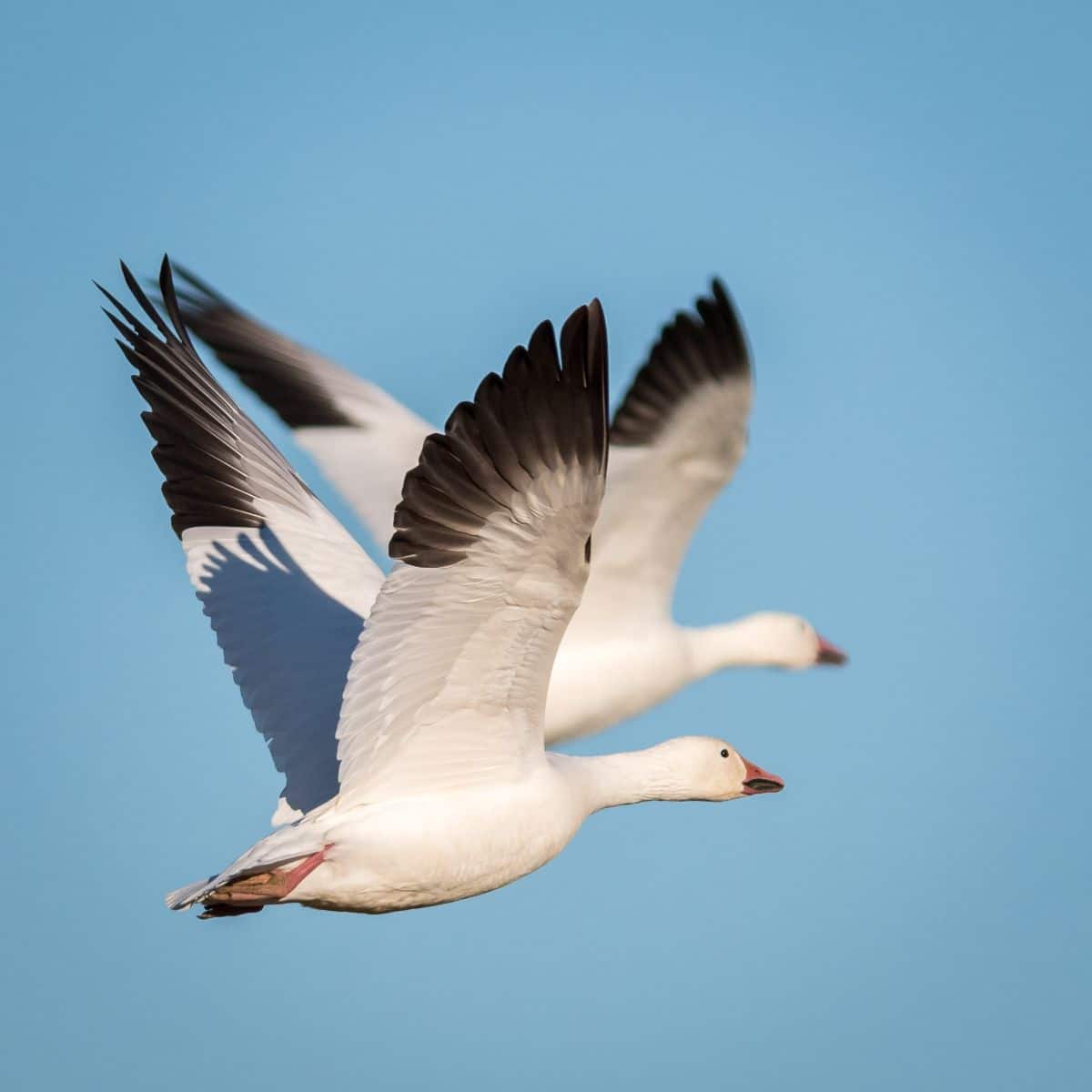 2 geese spiritual meaning