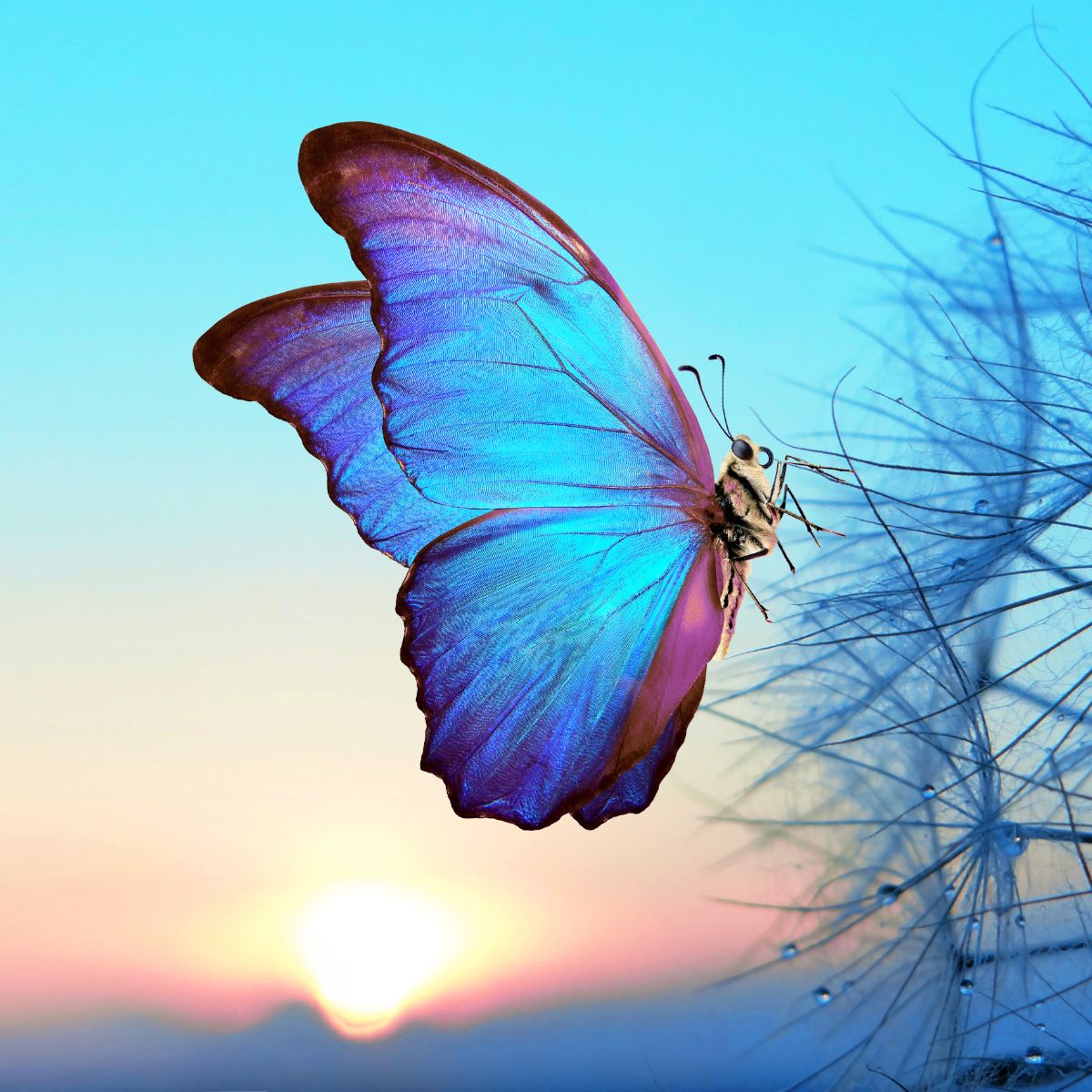Are Butterflies a Sign From God