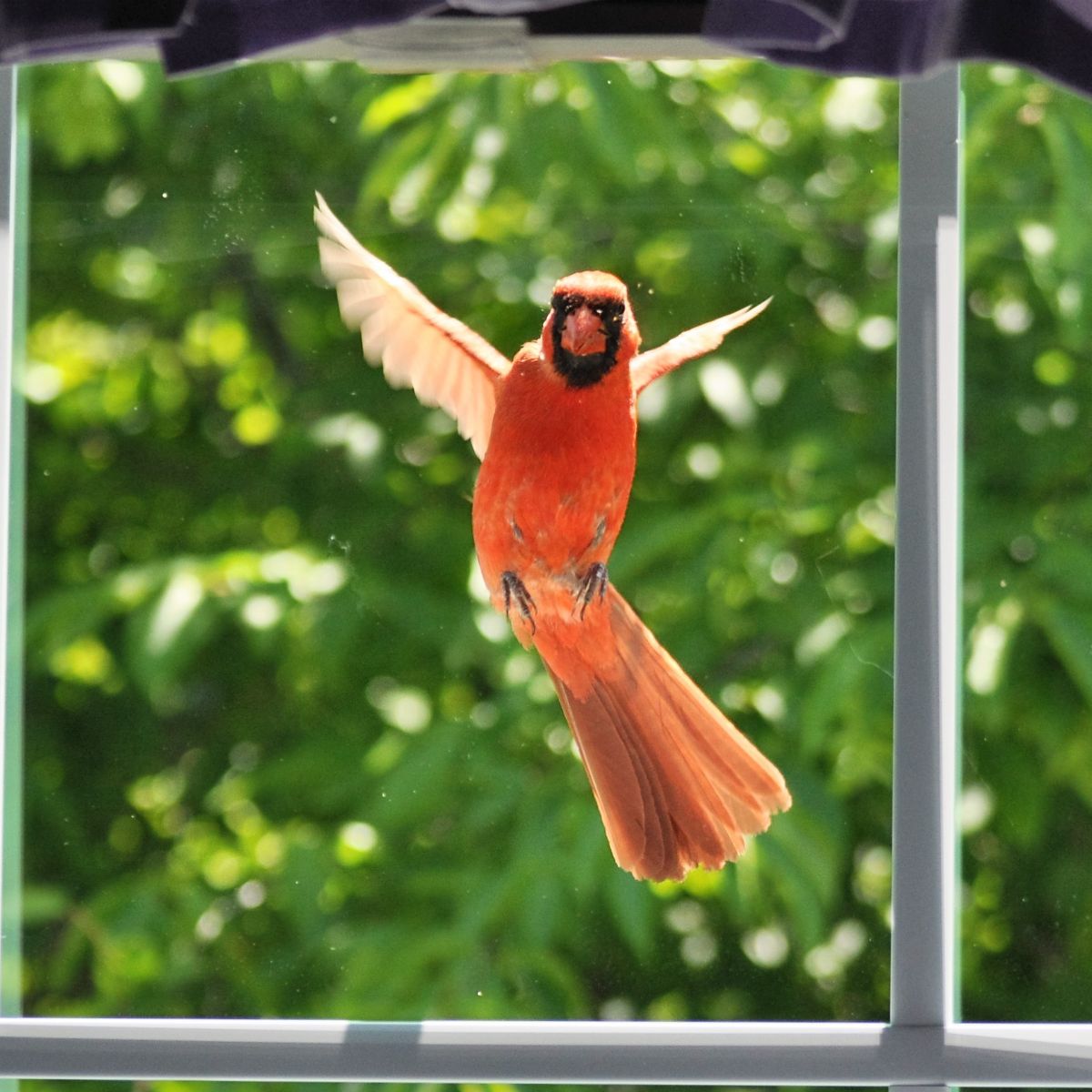 Bird Chirping Outside My Window spiritual meaning