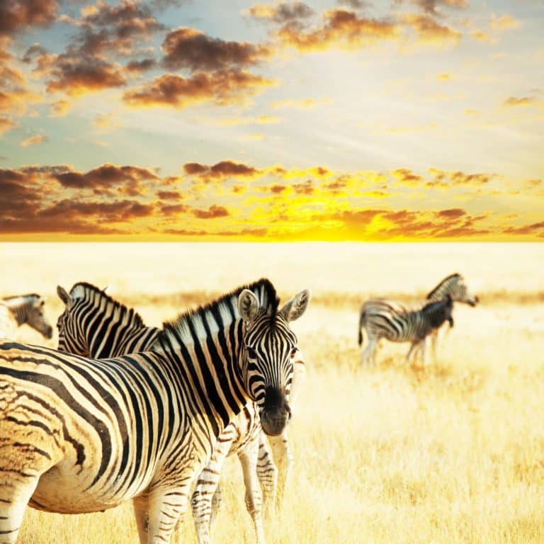 Spiritual Meaning of Zebra Awakening State