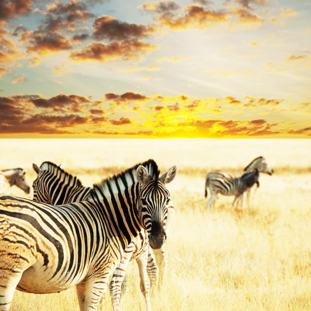 Spiritual Meaning of Zebra