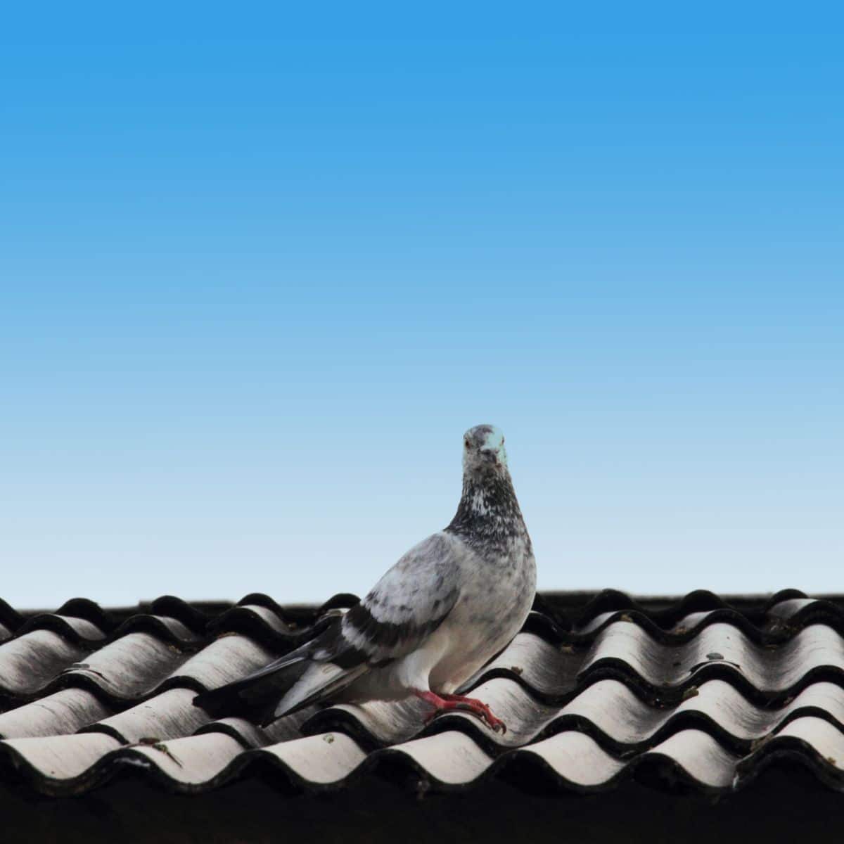 What Does it Mean When a Grey Dove Visits You
