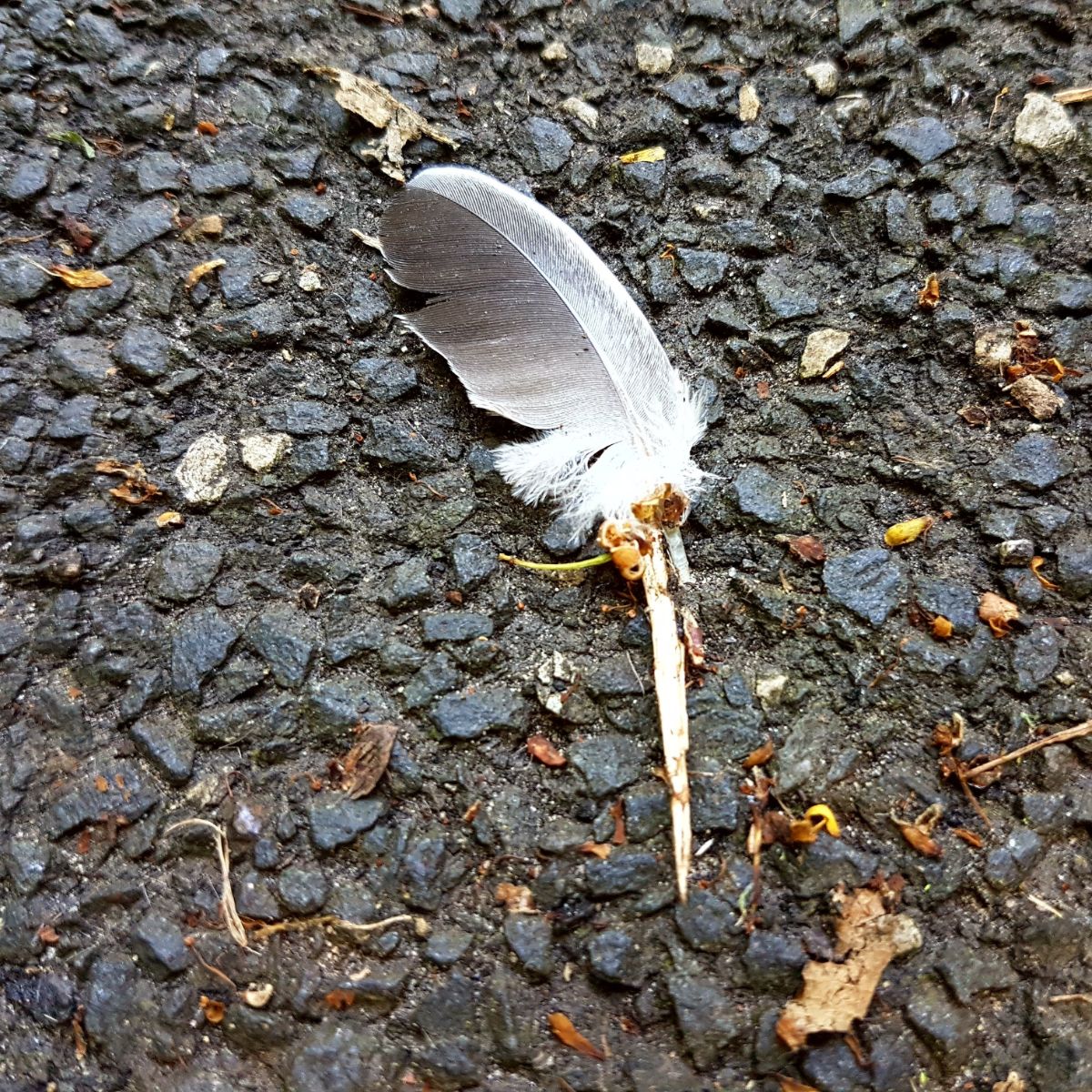 What is the meaning of a grey and white mixed feather