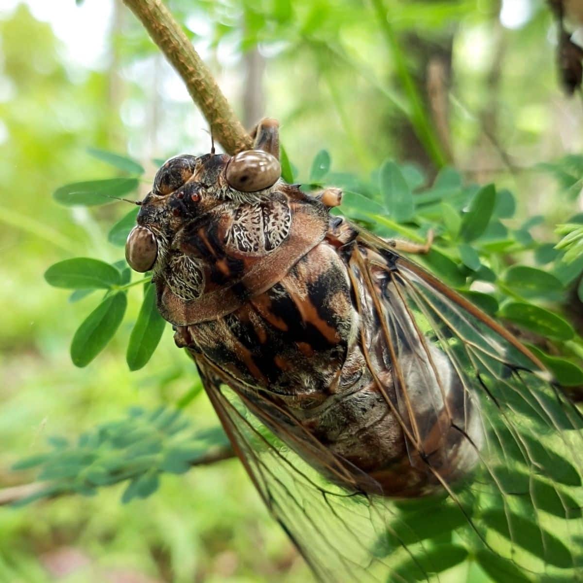 What is the spiritual meaning of cicada