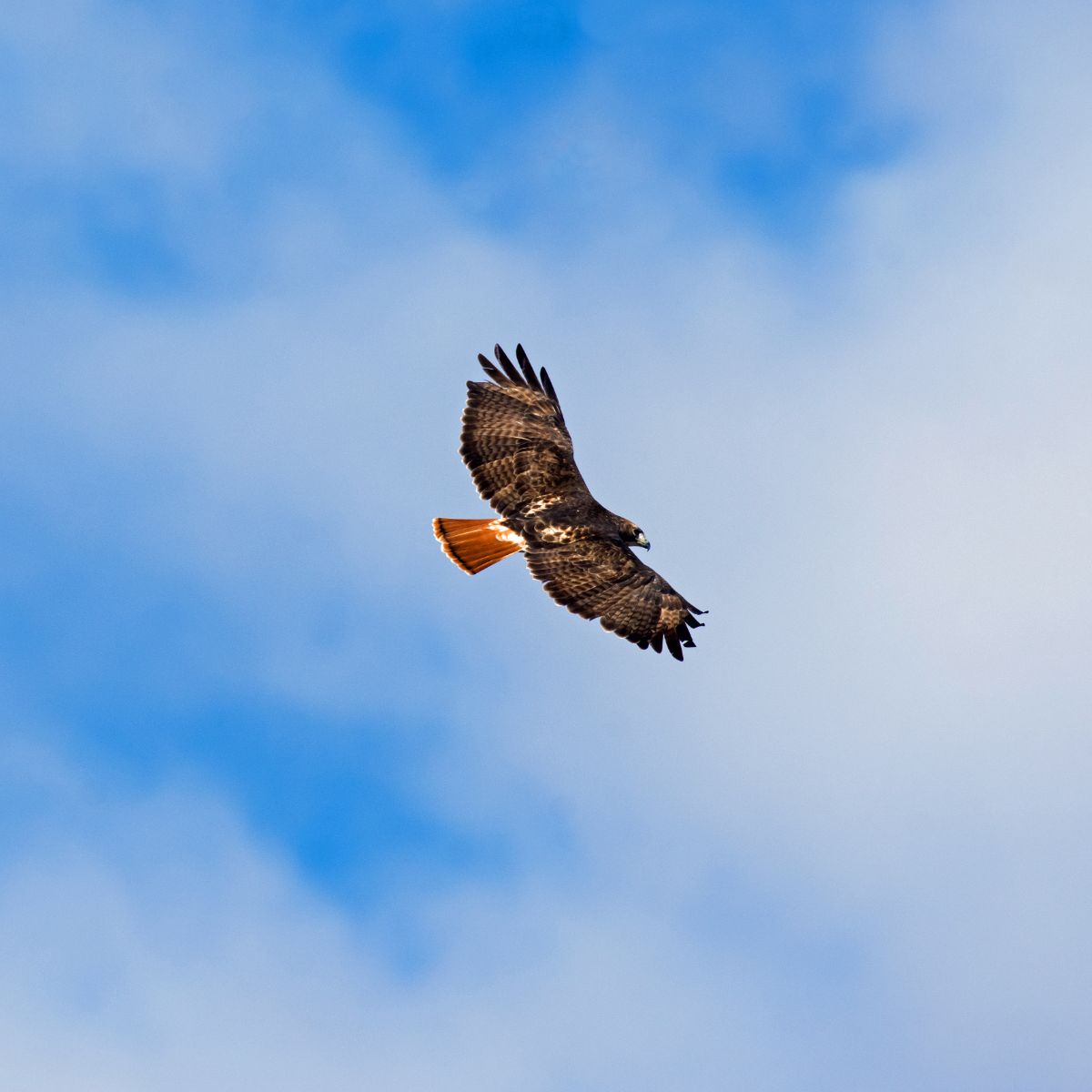 What is the spiritual meaning of finding a hawk feather