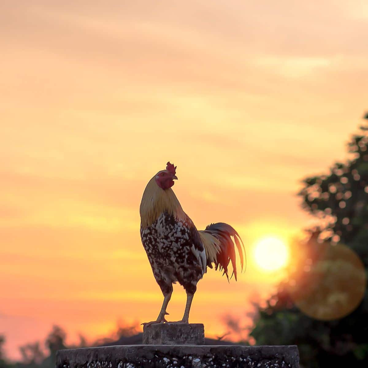 What is the spiritual meaning of rooster
