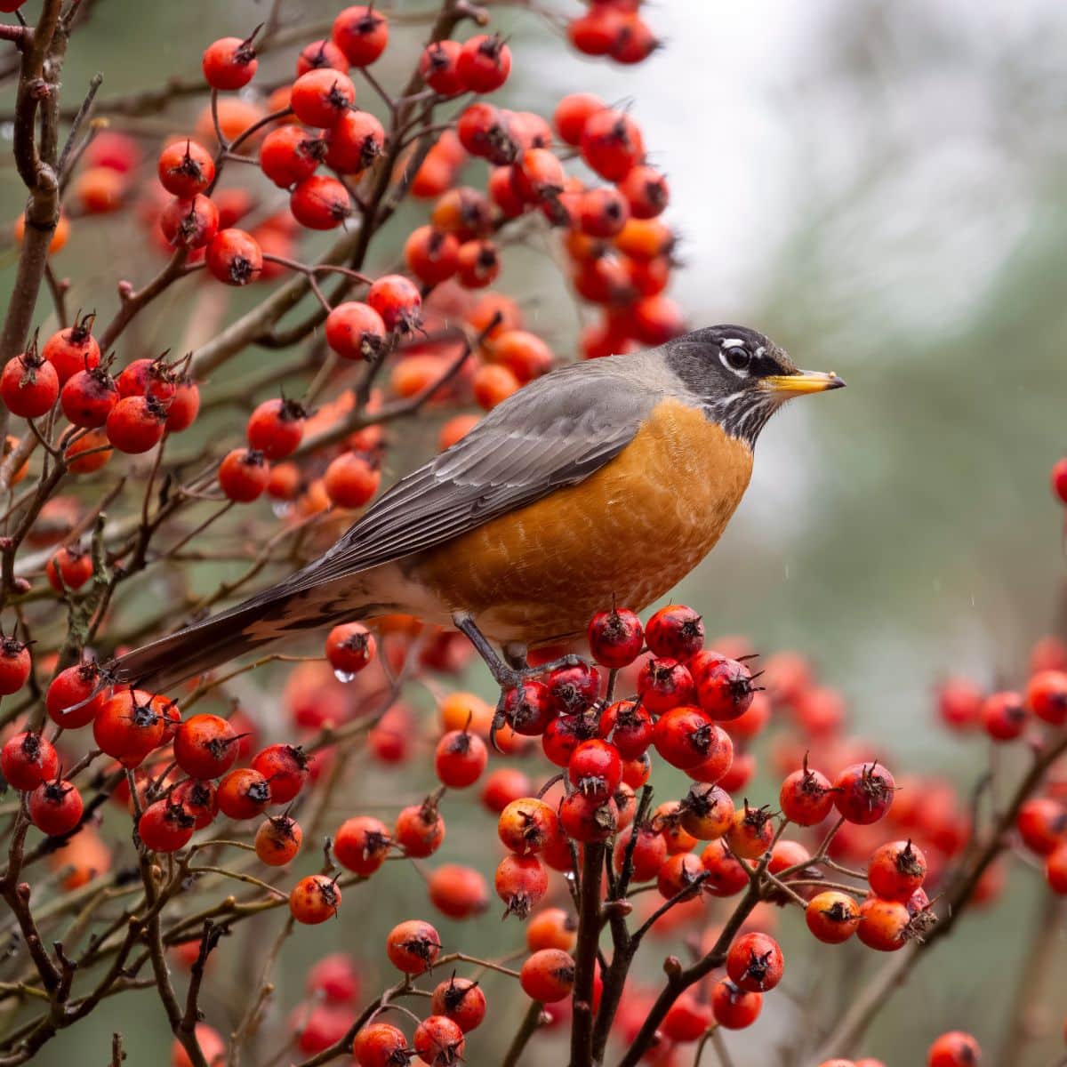 What is the spiritual meaning of the red robin bird