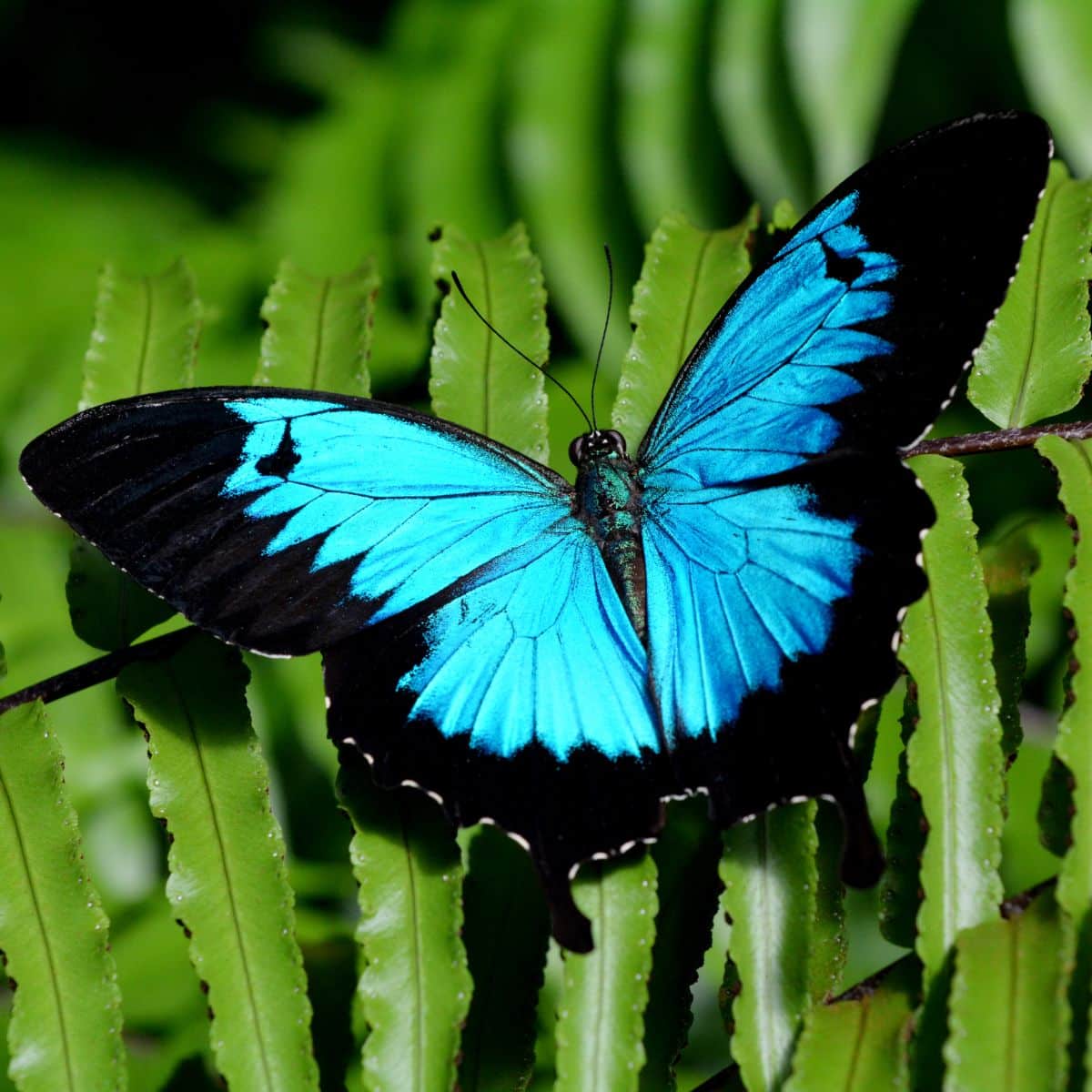 biblical meaning of butterfly