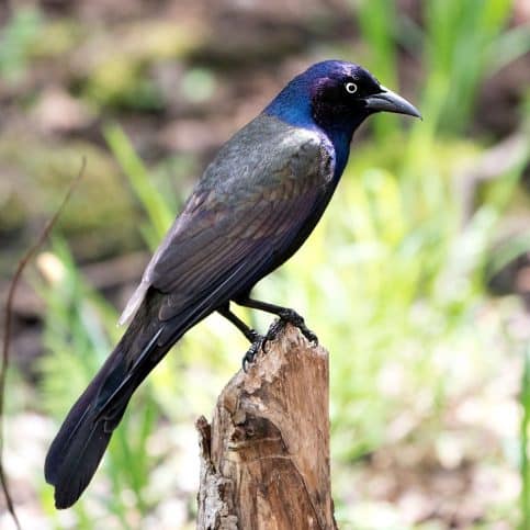 Bird Chirping Outside My Window: Spiritual Meaning - Awakening State