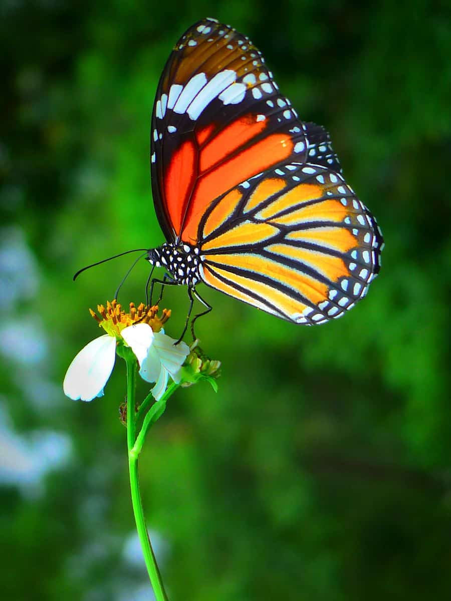 butterflies biblical meaning