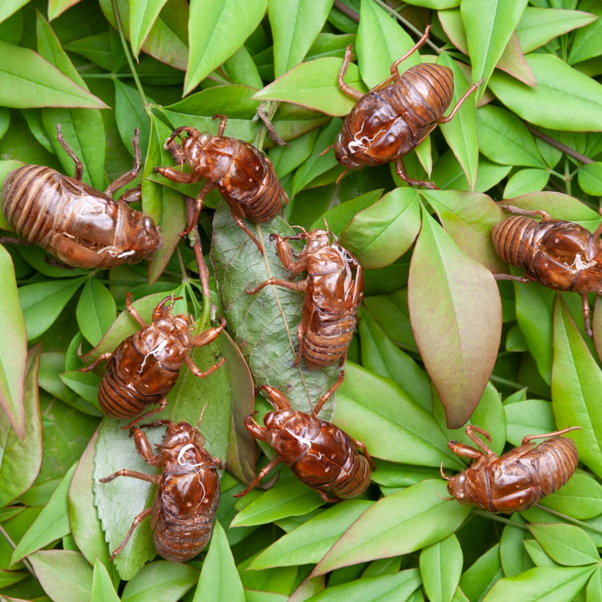 cicada symbolism