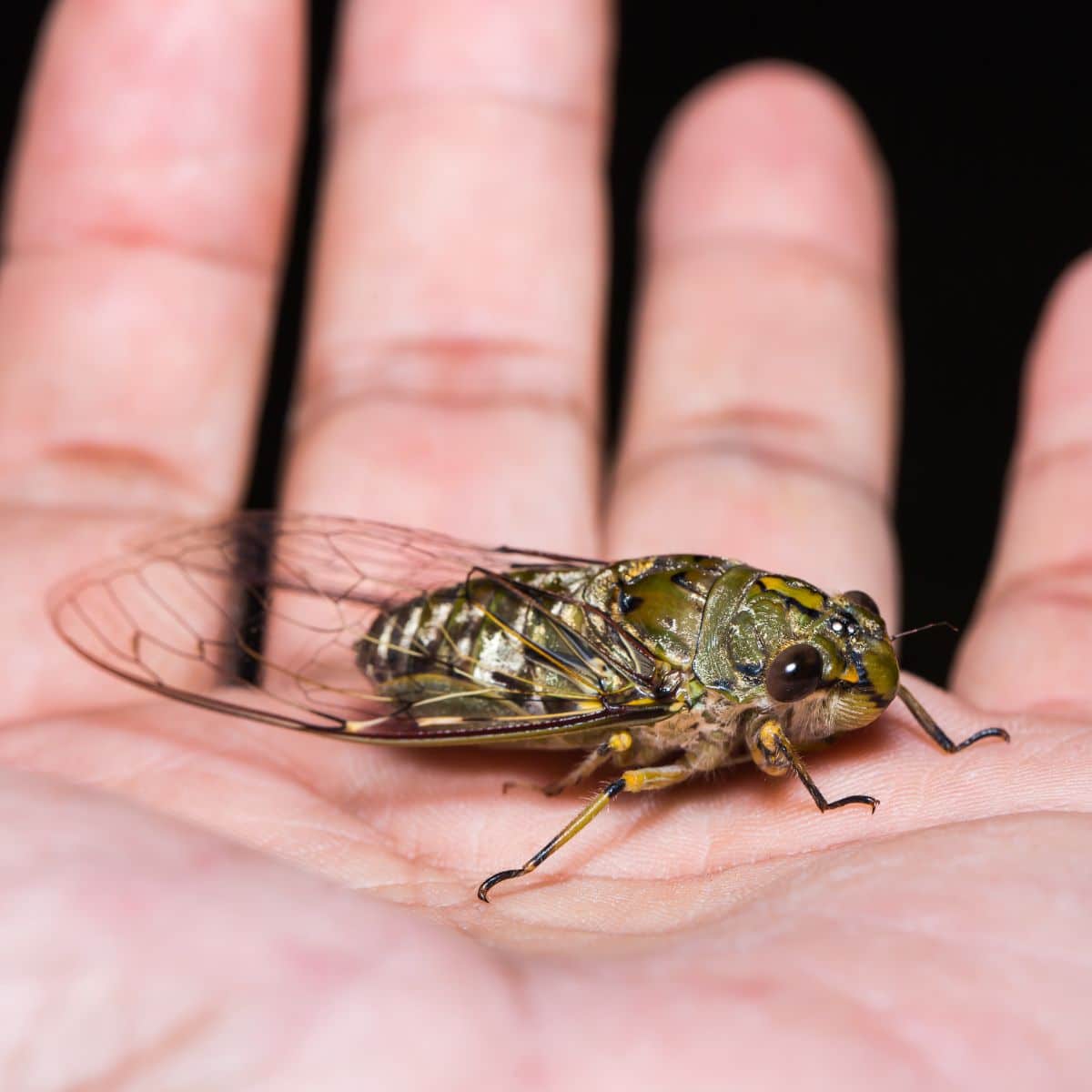 cicadas spiritual meaning