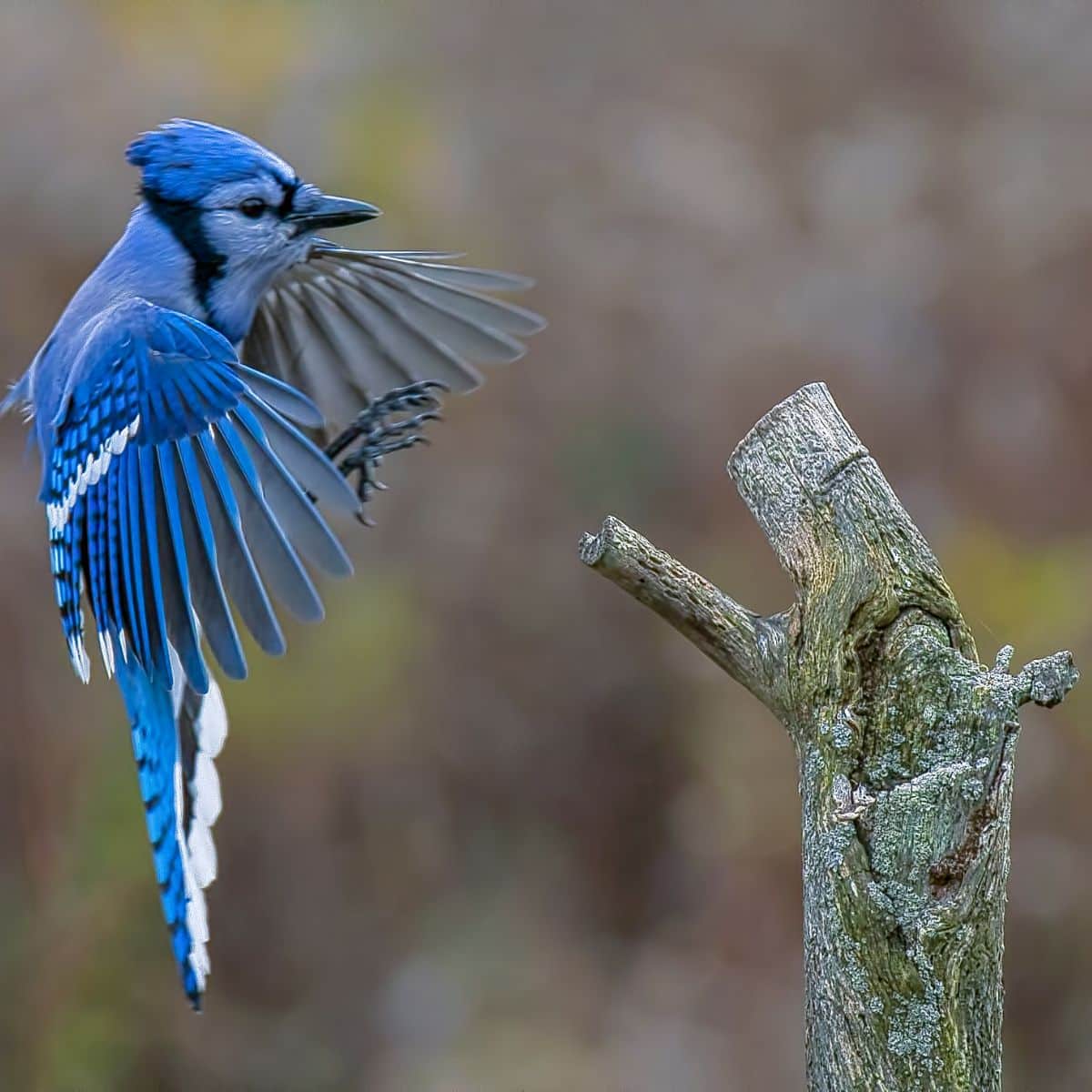 Blue Jay Feather: Spiritual Meaning - Awakening State