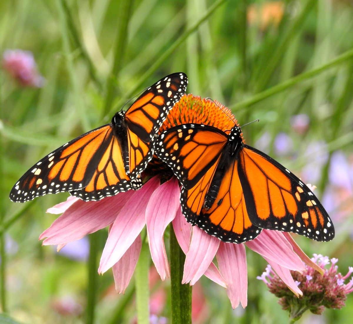 monarch butterfly meaning in the bible