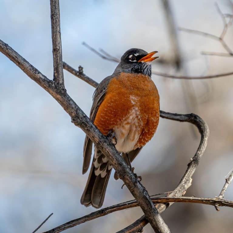 Red Robin (bird) Spiritual Meaning Awakening State