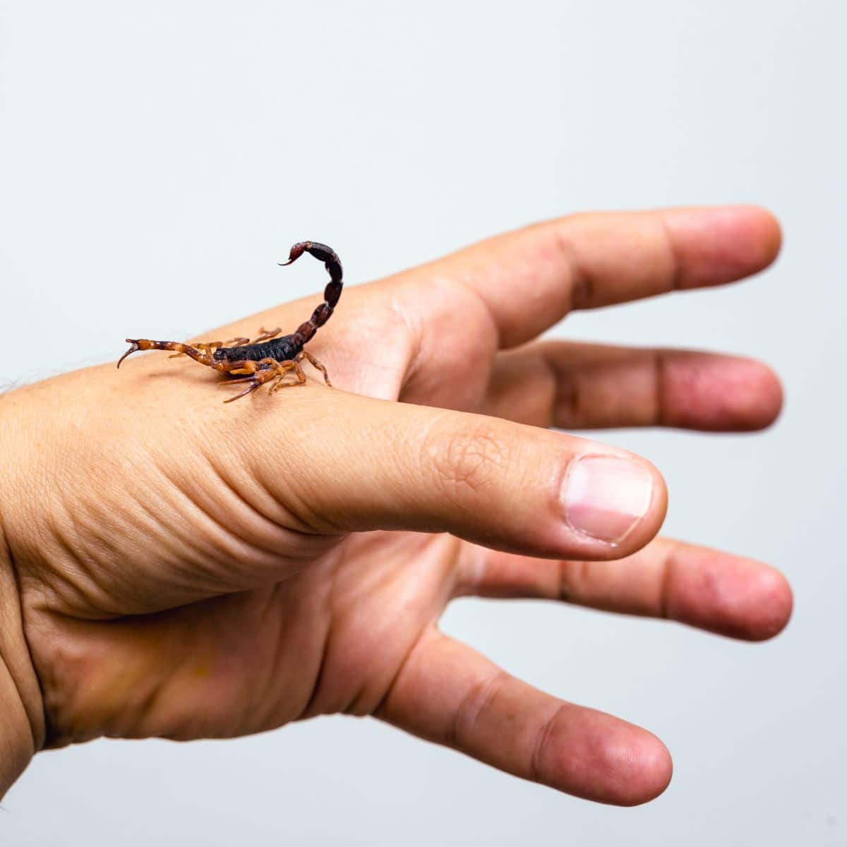 scorpion meaning