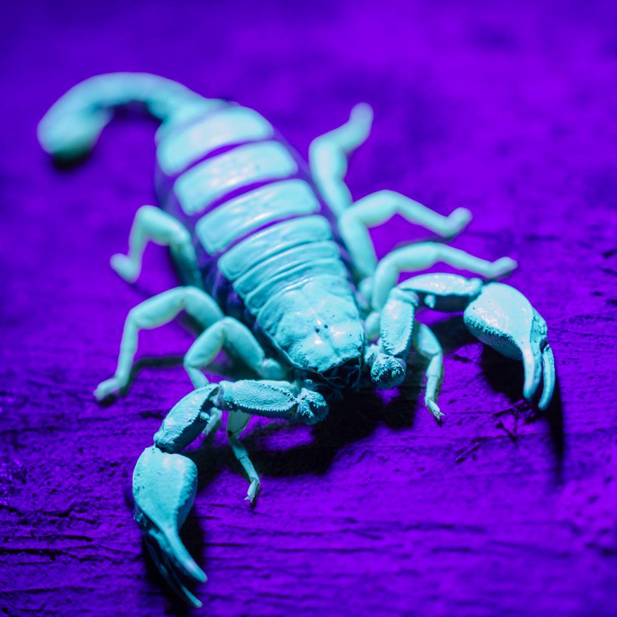 scorpion spiritual meaning